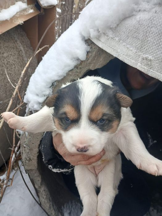 Щенки девочки упитанные 1 месяц