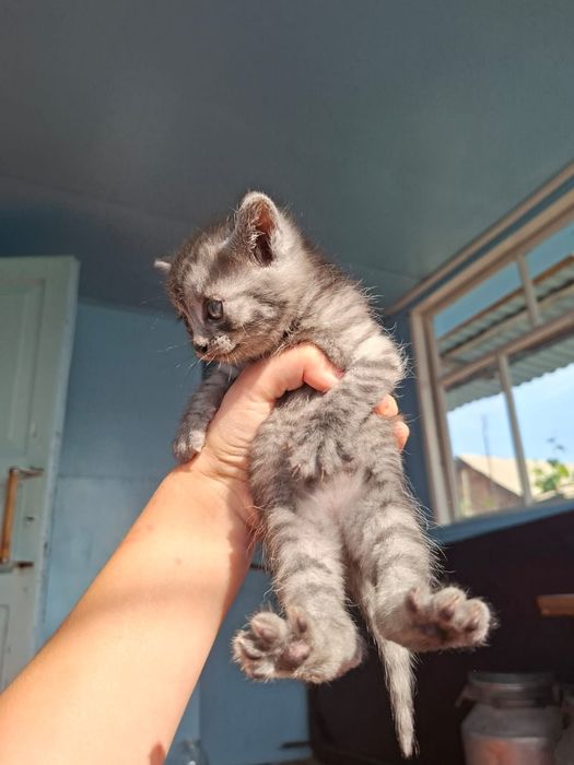 Продам маленьких котят