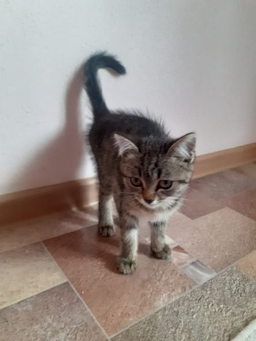 Отдам в добрые руки котенка девочку