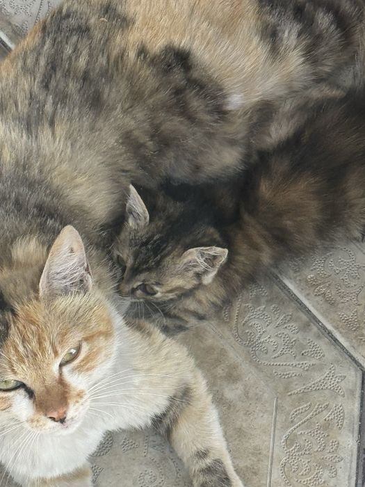Красивые котята в добрые руки.