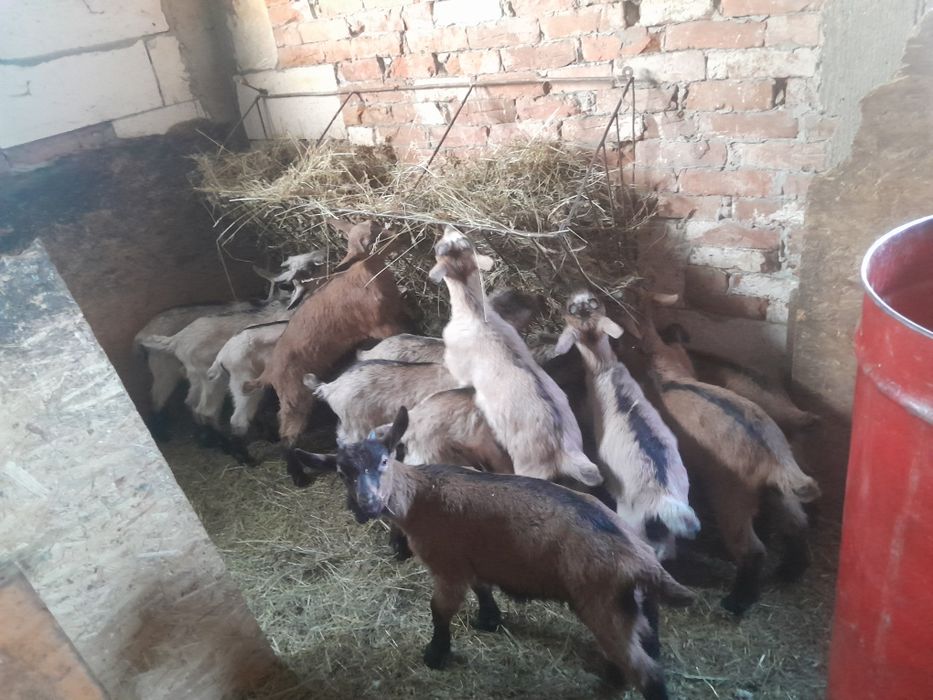 Avem Ieduti disponibili  plavia judetul prahova