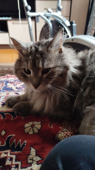 Отдам кота, срочно