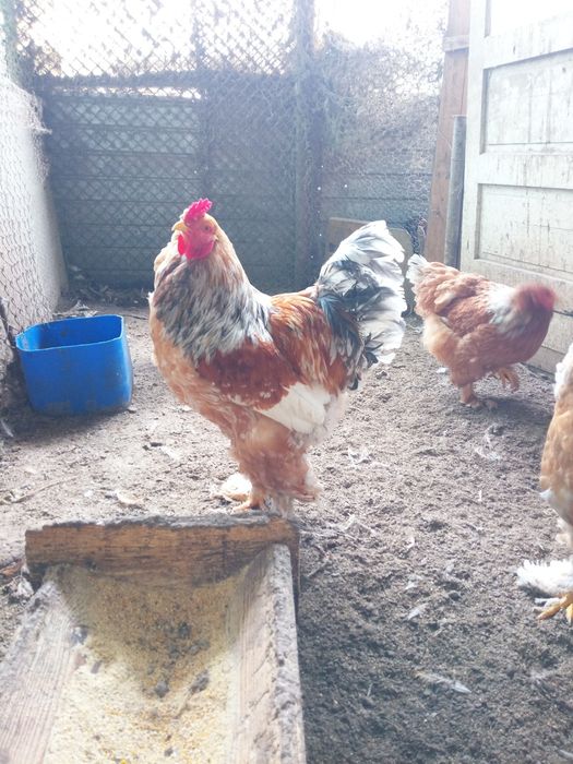 Oua Brahma pentru incubat