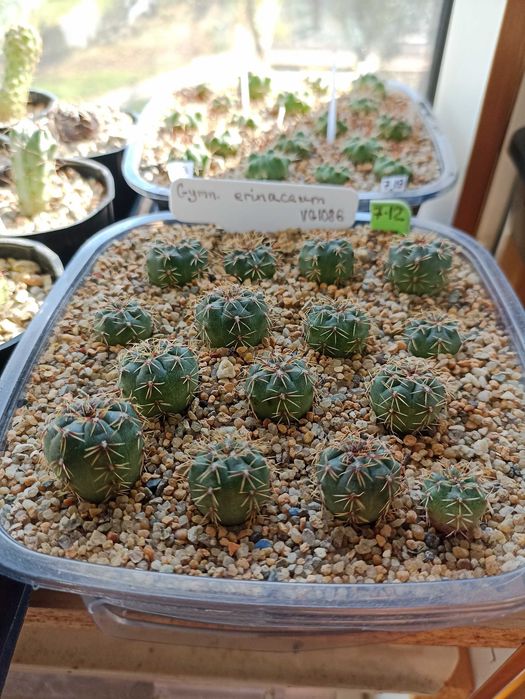 Продам кактусы,комнатные растения