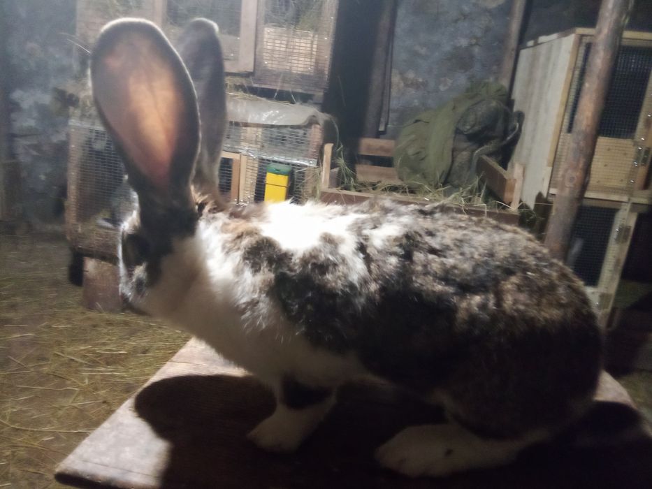 Продавам зайци Великани