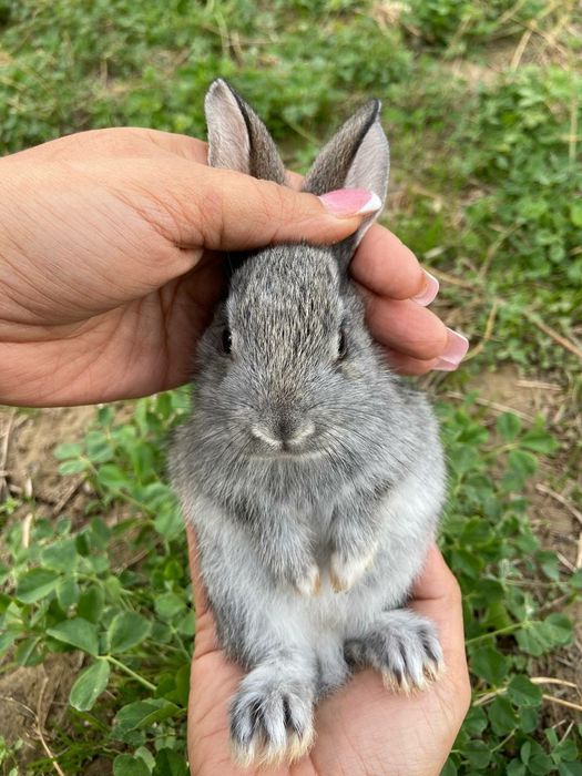 Домашний куёв болалари