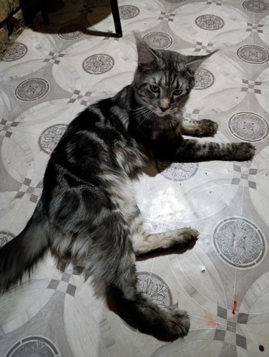 Кот 1.5 год Мейн кун