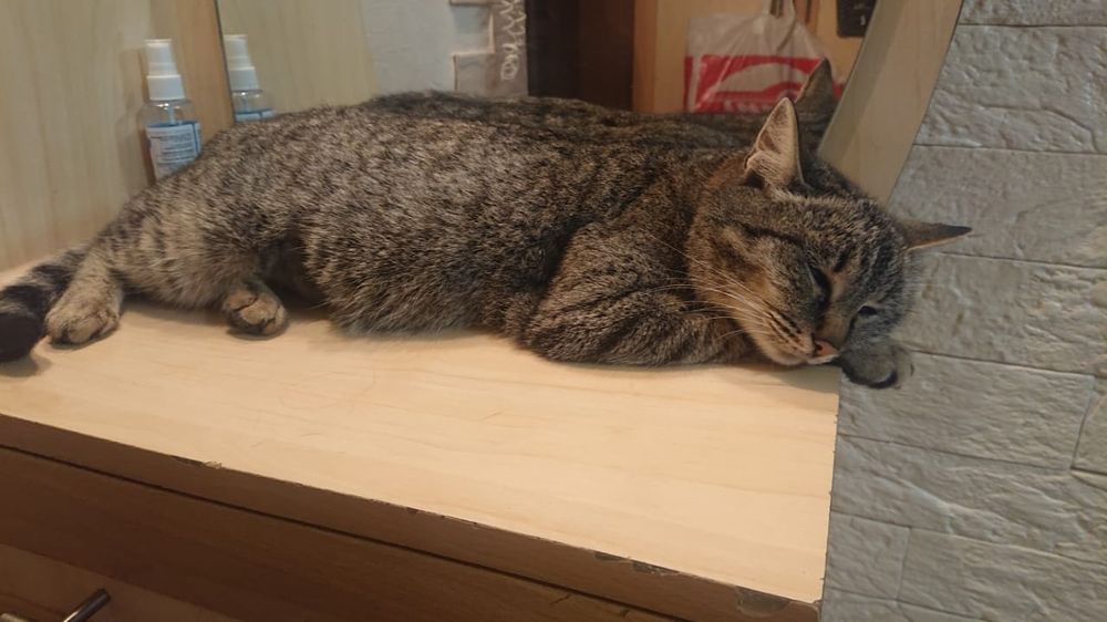 Кошечка красавица