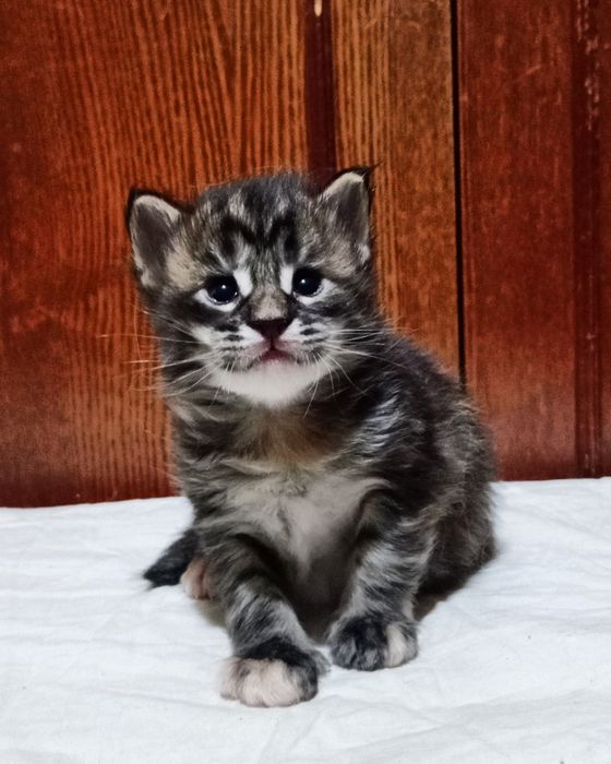 Котята породы Мейн Кун