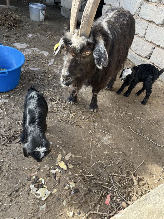 Ешкы 2 лагымен сатылады