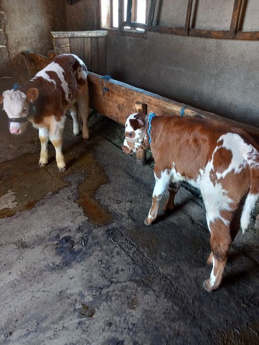 Vand Vitei baltat