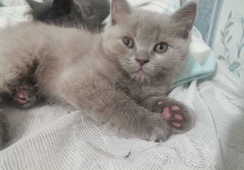 Скотиш страйт мальчик