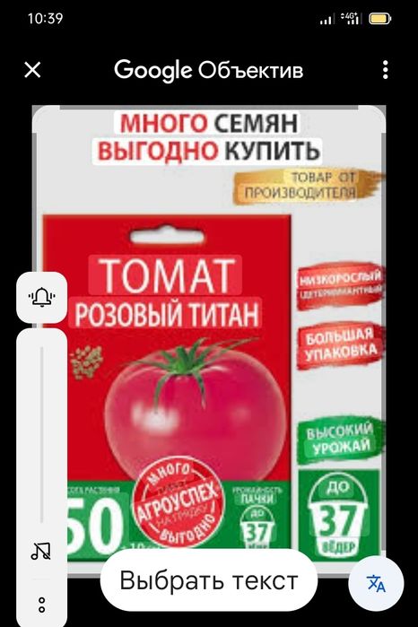 продам рассаду помидор