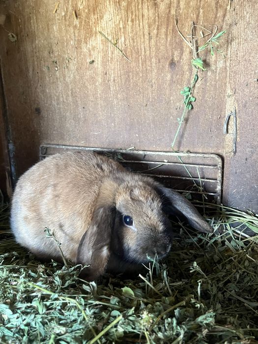 Iepuroaice mature Rex pitic și Holland lop. Citiți descrierea !