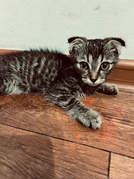 Котик в хорошие руки