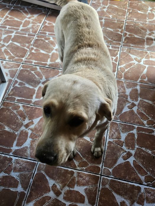 Donez labrador retriever