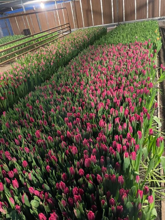 Тюльпаны оптом | Сезон 2026