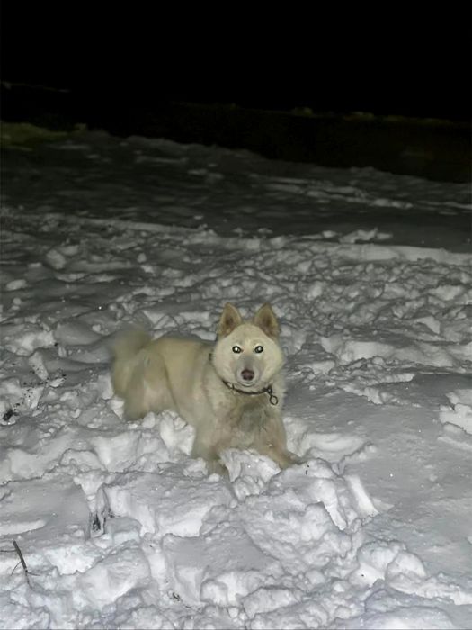 продам лайку сучка