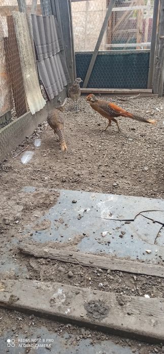 Fazani! Auriu pe roșu