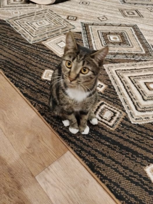 Котенок в добрые руки