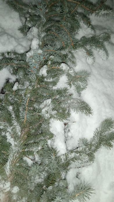 Голубые еловые ветки