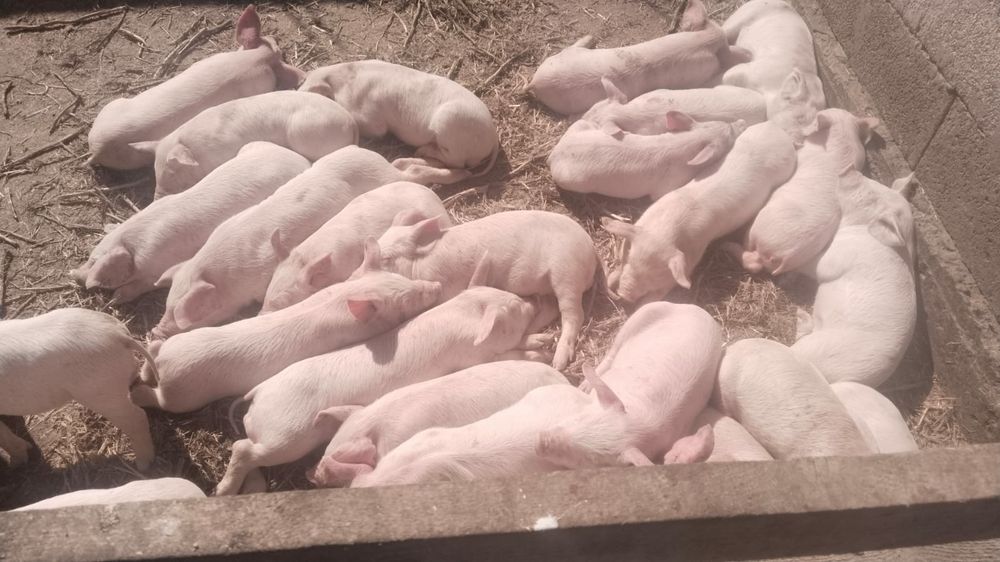 Продам поросят  .