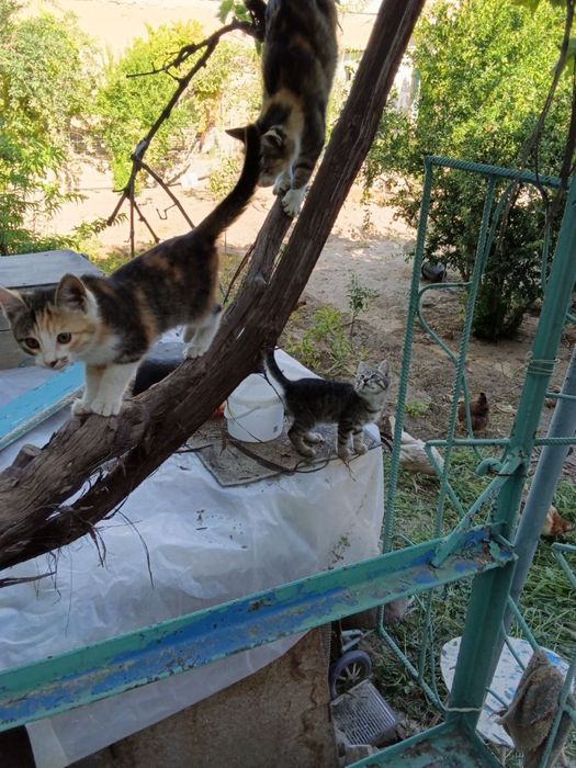 Отдам котят в хорошие руки