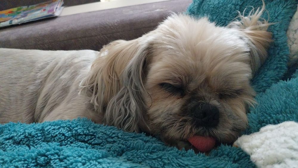 Petsitting si daycare