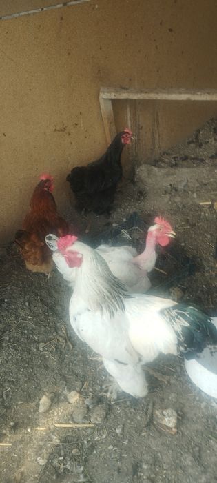 Продам куреи и клушку