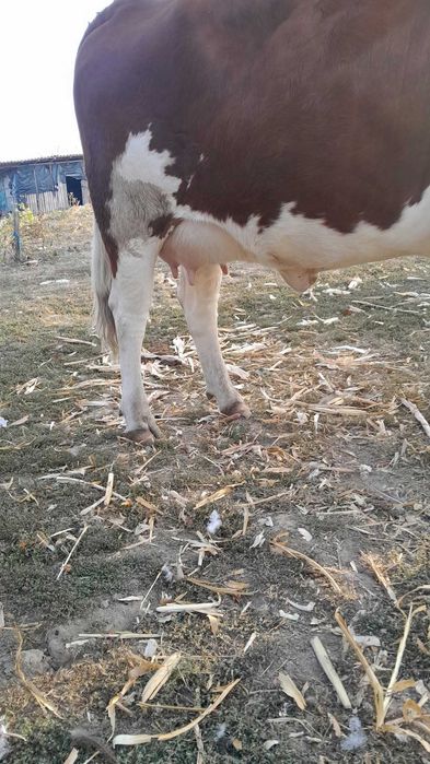Vand vaca rasa Simmental cu vitelusa