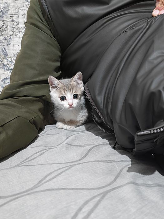 Отдам бесплатно в добрые руки.