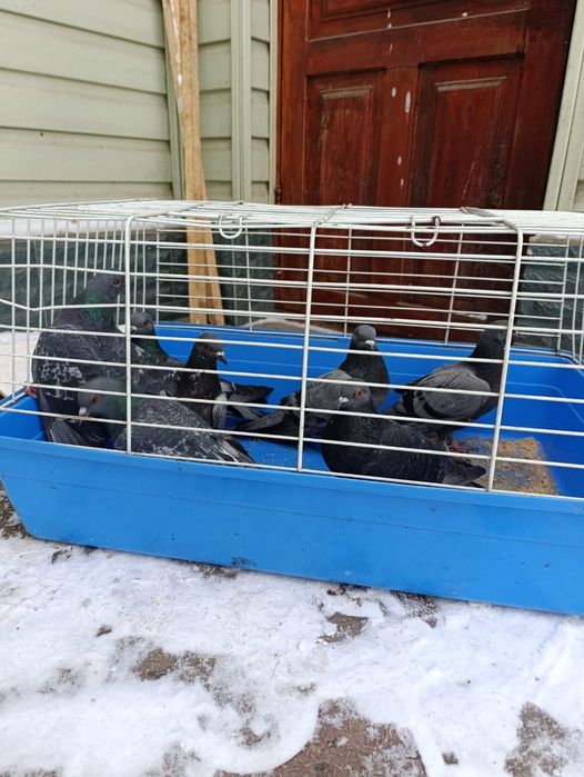 Дикие Голуби выращенны дома