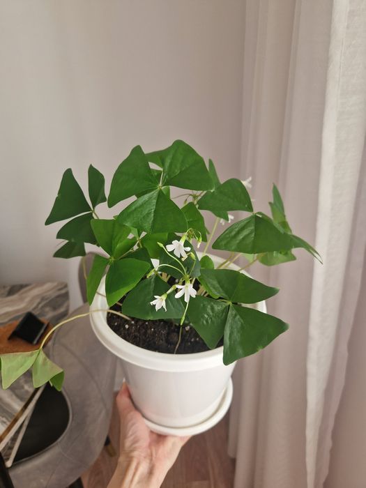 Кислица, зеленая в горшках