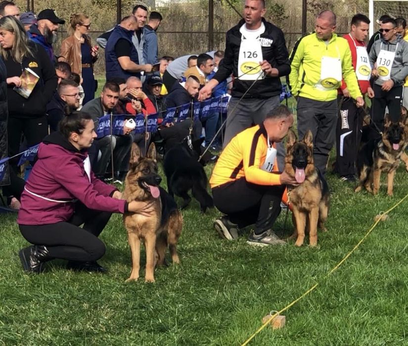 Femela ciobanesc german cu pedigree top