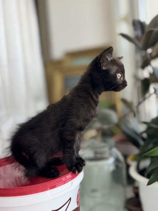 Котенок бесплатно
