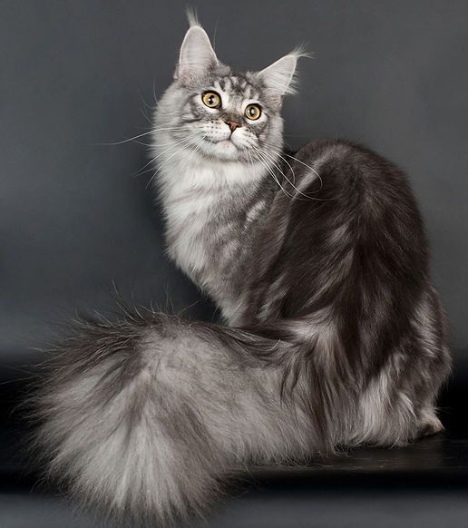 Гигант- Кун! Котята от МЕЙН- КУНОВ