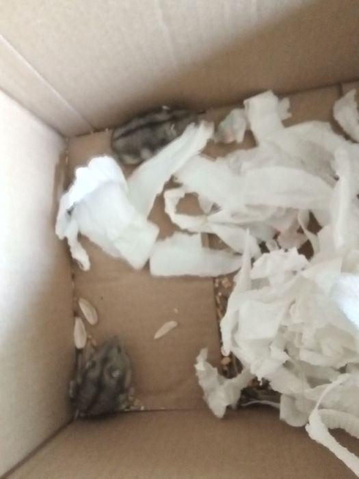 Vand 2 hamsteri pitici