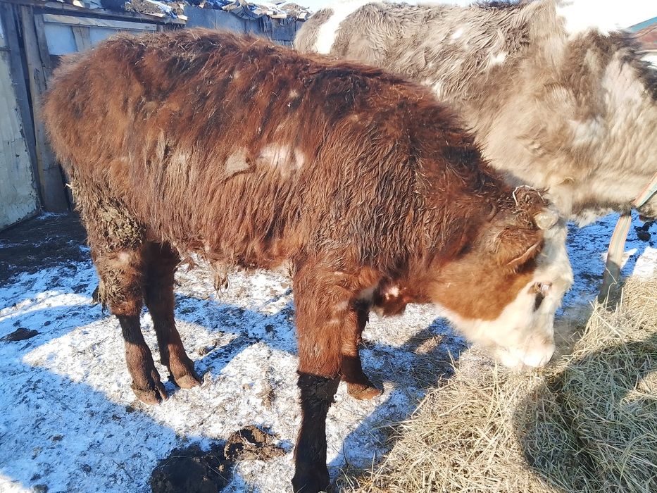 Тайынша сатылады еркек 280мың