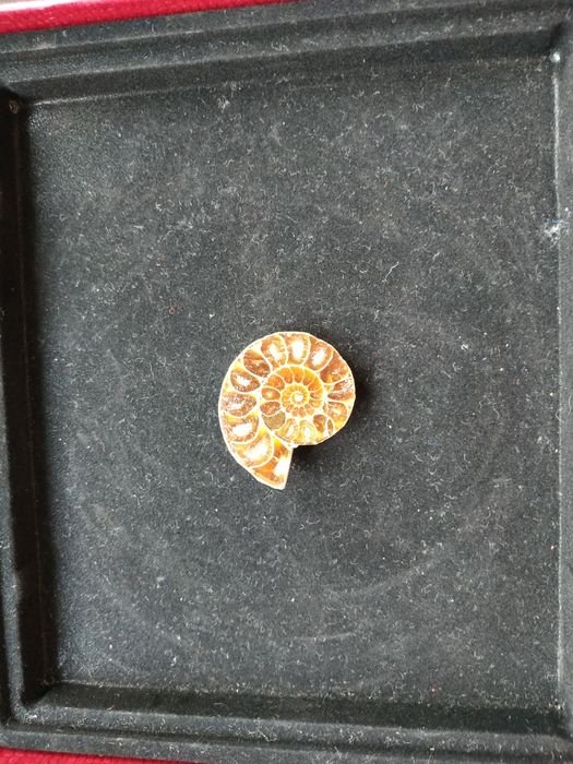 Брошка от естествен амонит-фосил, произход Мадагаскар