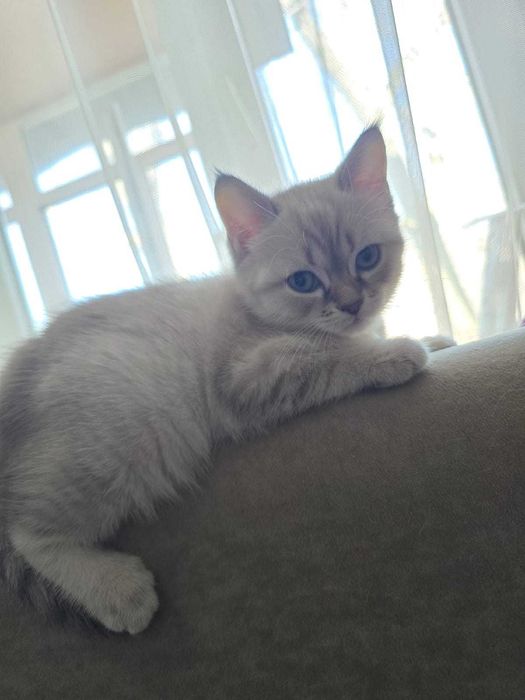 Продам Британского котенка - девочку