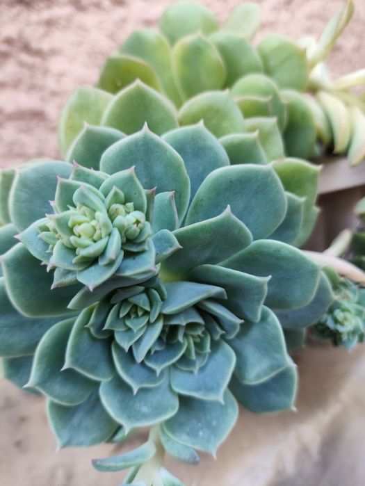 Эхеверия изящная.
