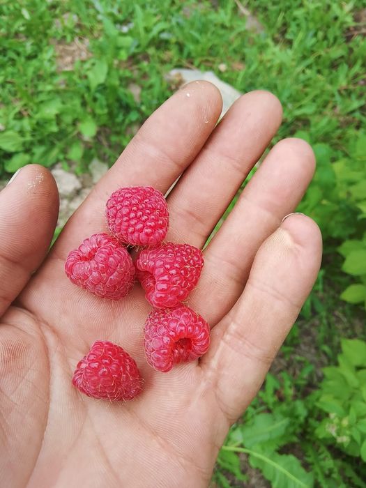 Саженцы малины сорт Бабье лето