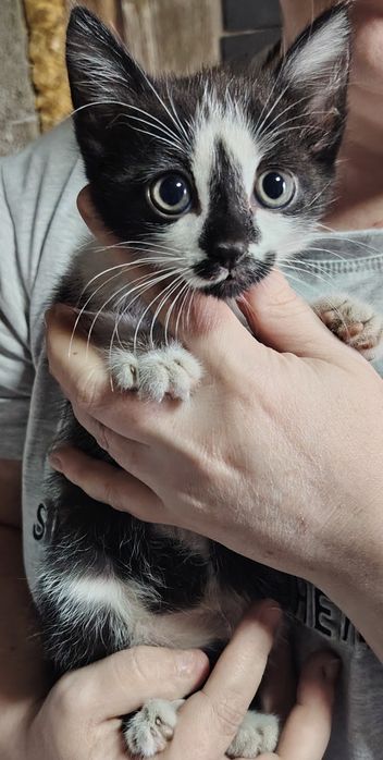 Отдадим котят крысоловы