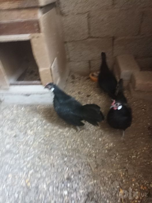 Bantam sotiladi      .
