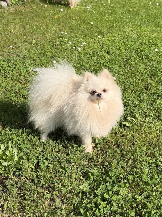 Mascul Pomeranian cu pedigree!