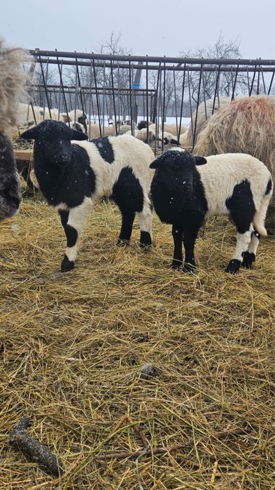 Vând miel și mia Dorper