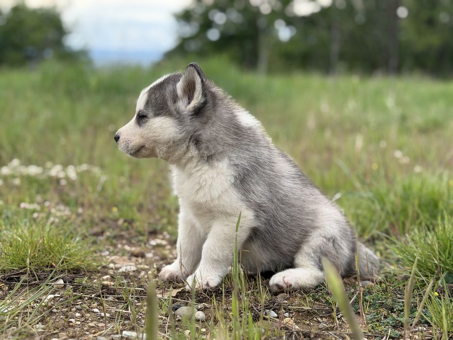 Femela husky siberian!