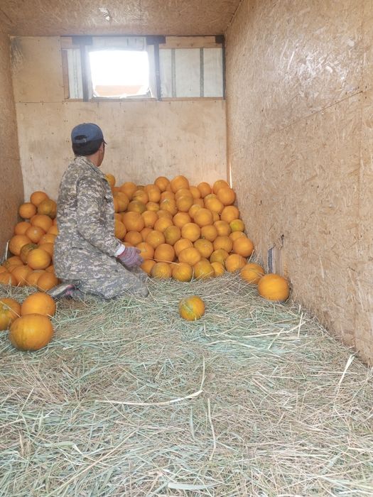Семена дыни Бакинка высшего сорта