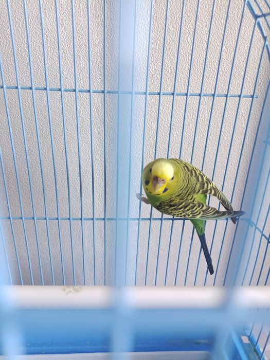 Волнистый попугайчик