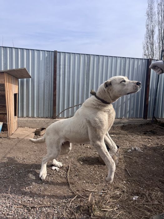 Алабай ұрғашы сатылады